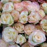 Sweet Jewel Branchues d'Equateur Ethiflora